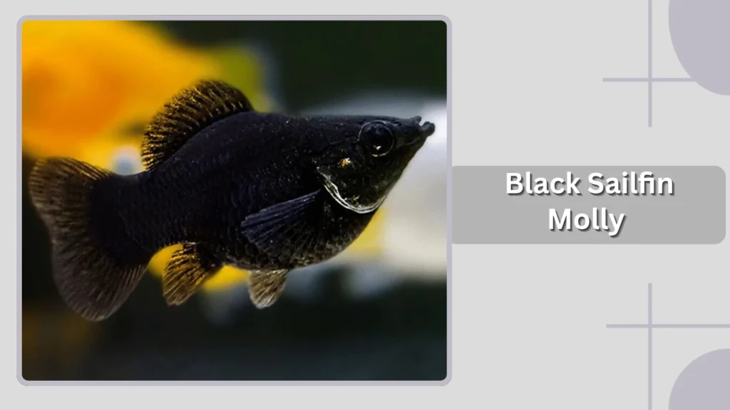  Black Sailfin Molly