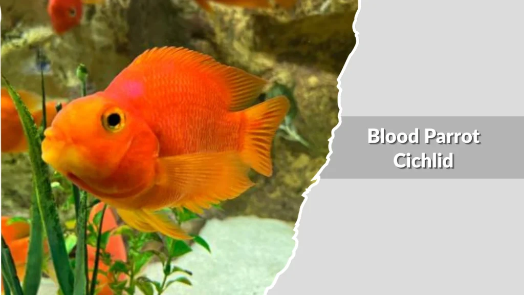 Blood Parrot Cichlid
