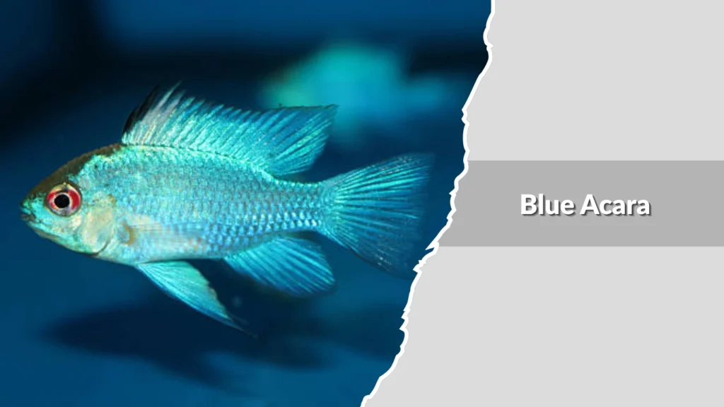Blue Acara