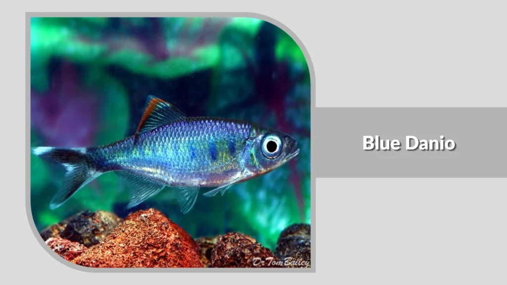 Blue Danio
