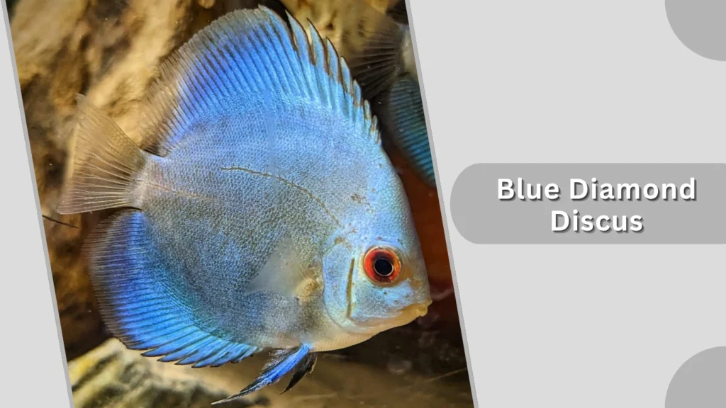Blue Diamond Discus