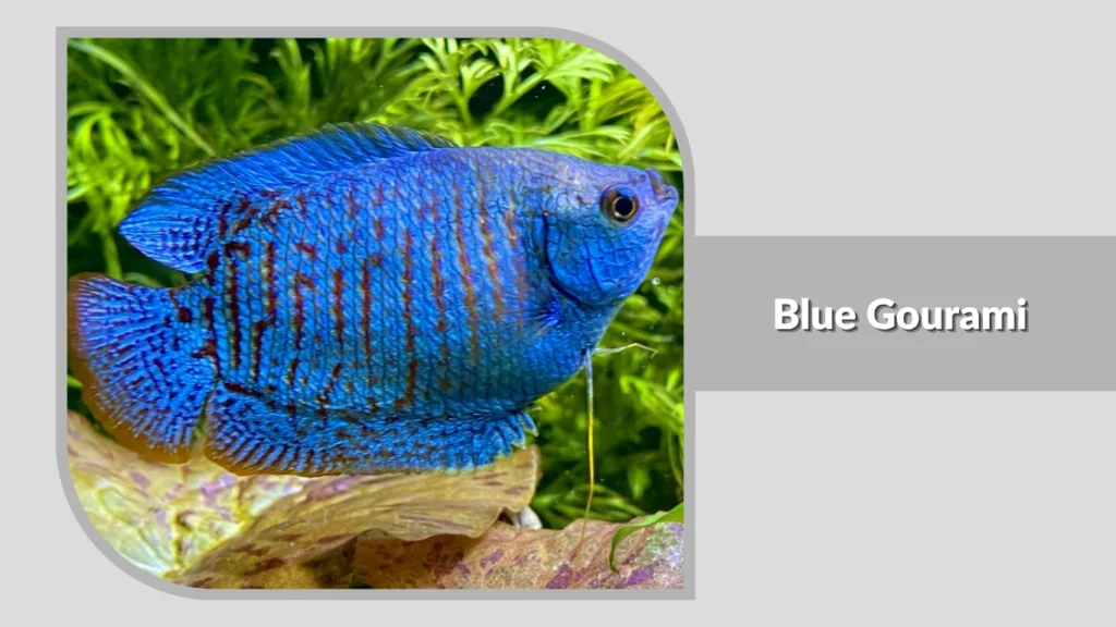 Blue Gourami