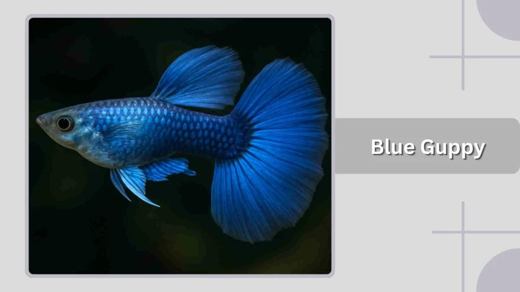 Blue Guppy