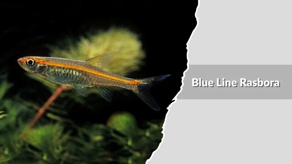 Blue Line Rasbora