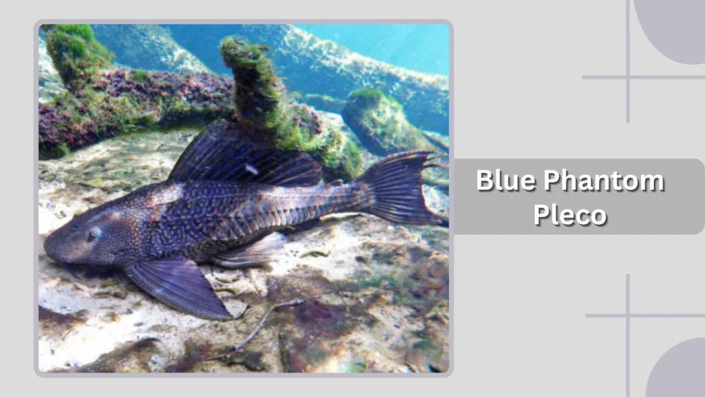 Blue Phantom Pleco