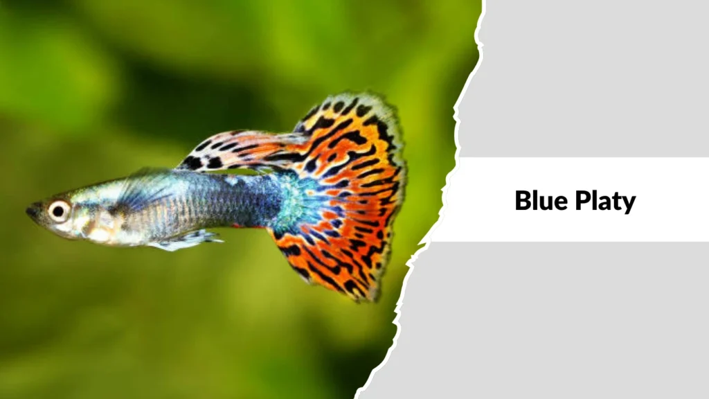 Blue Platy