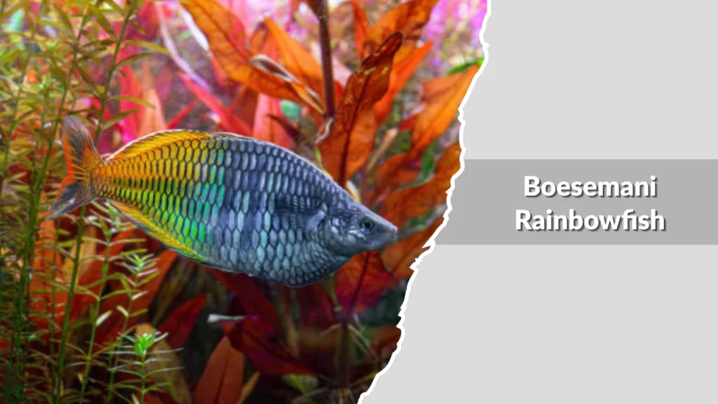 Boesemani Rainbowfish