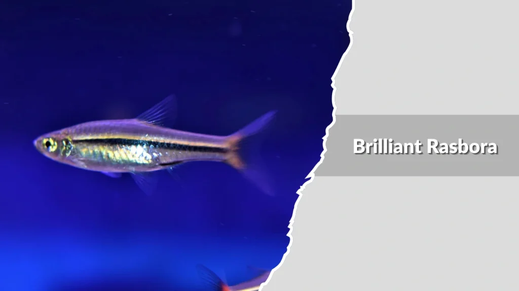 Brilliant Rasbora