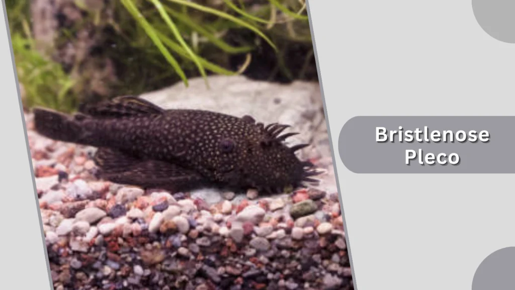 Bristlenose Pleco