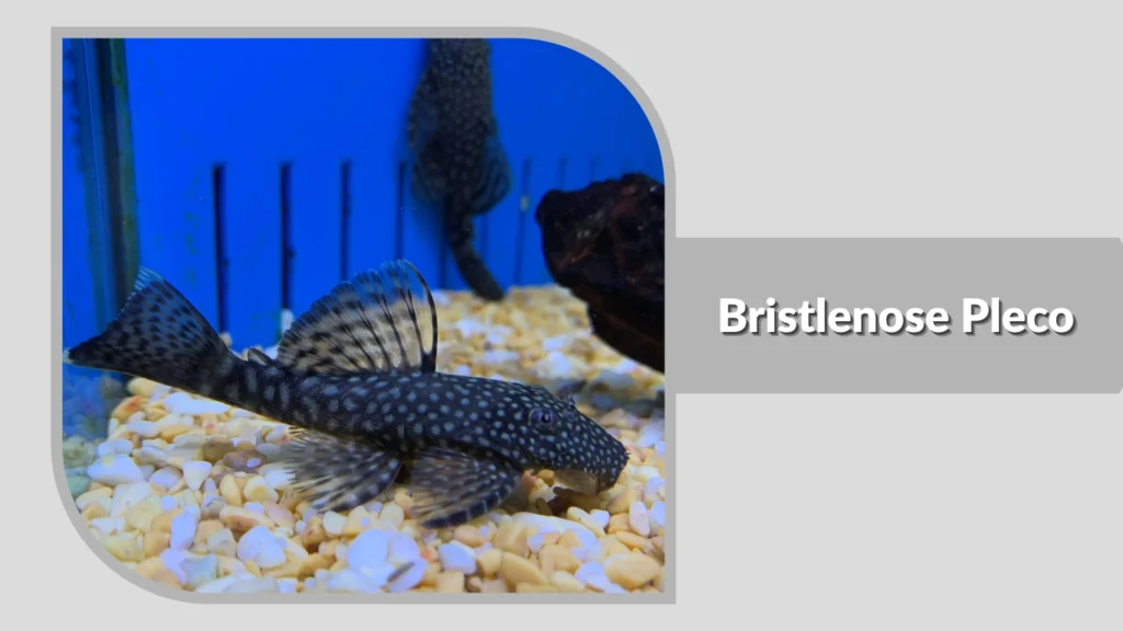 Bristlenose Pleco