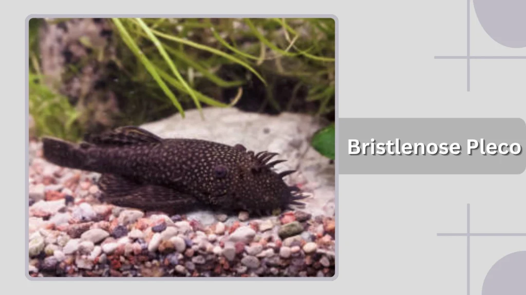 Bristlenose Pleco