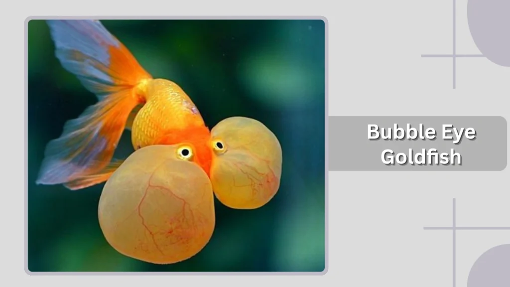 Bubble Eye Goldfish