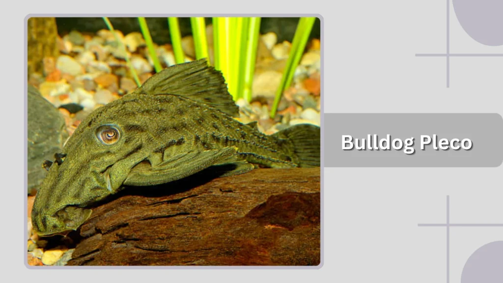 Bulldog Pleco
