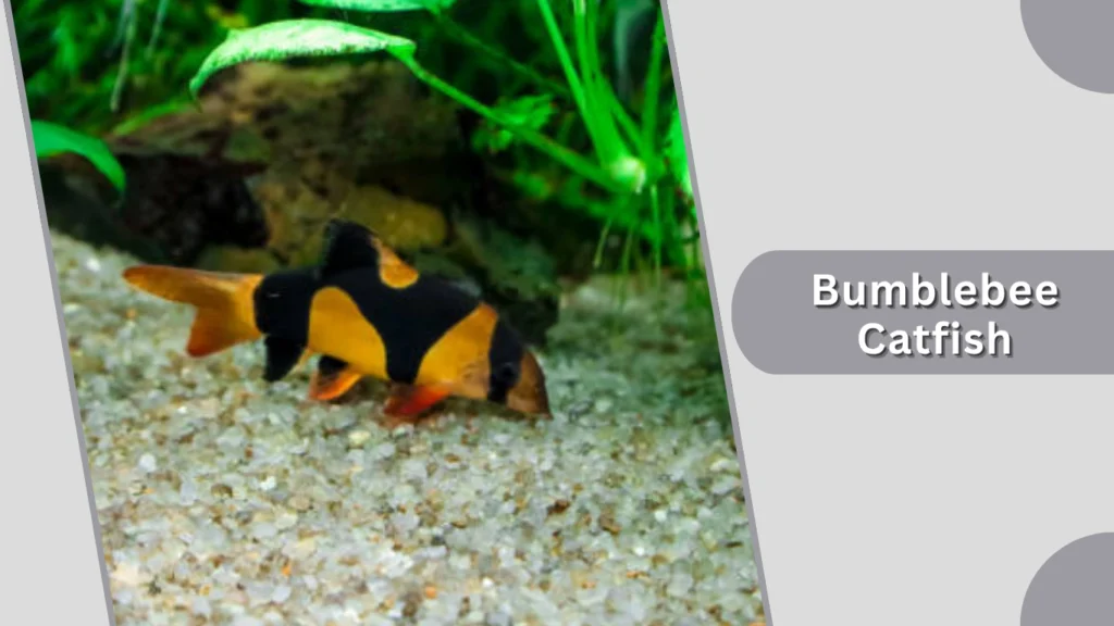 Bumblebee Catfish
