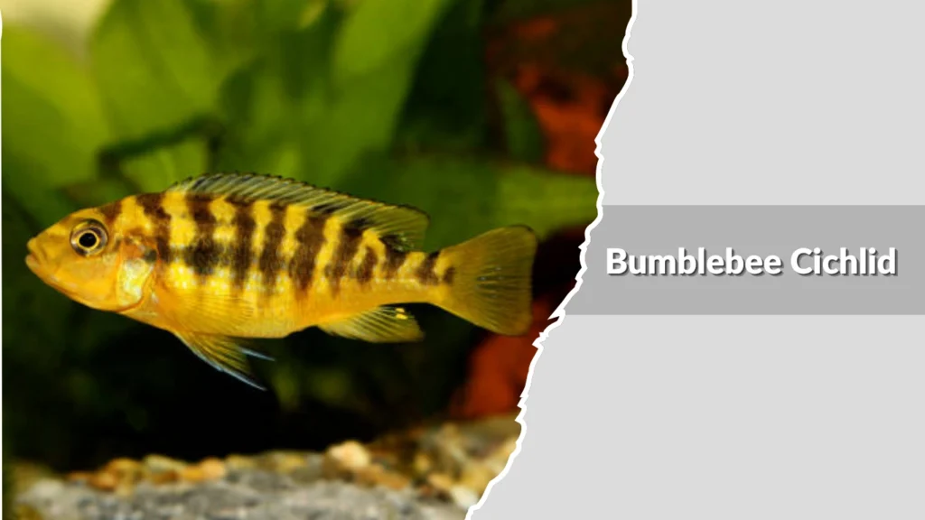 Bumblebee Cichlid