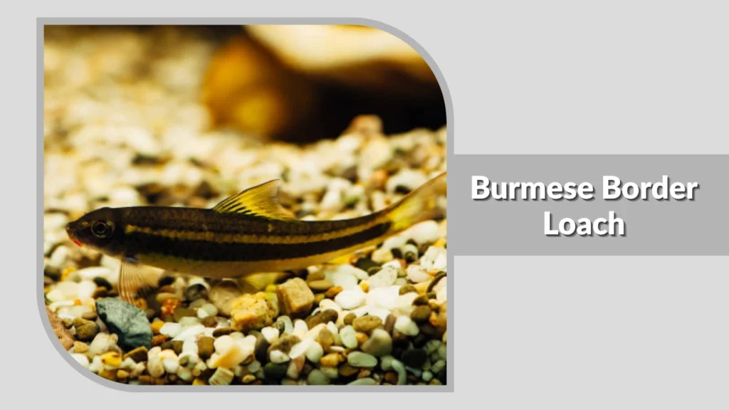 Burmese Border Loach