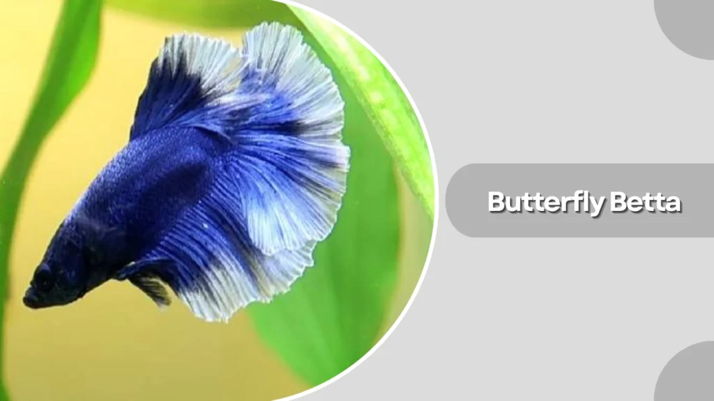 Butterfly Betta