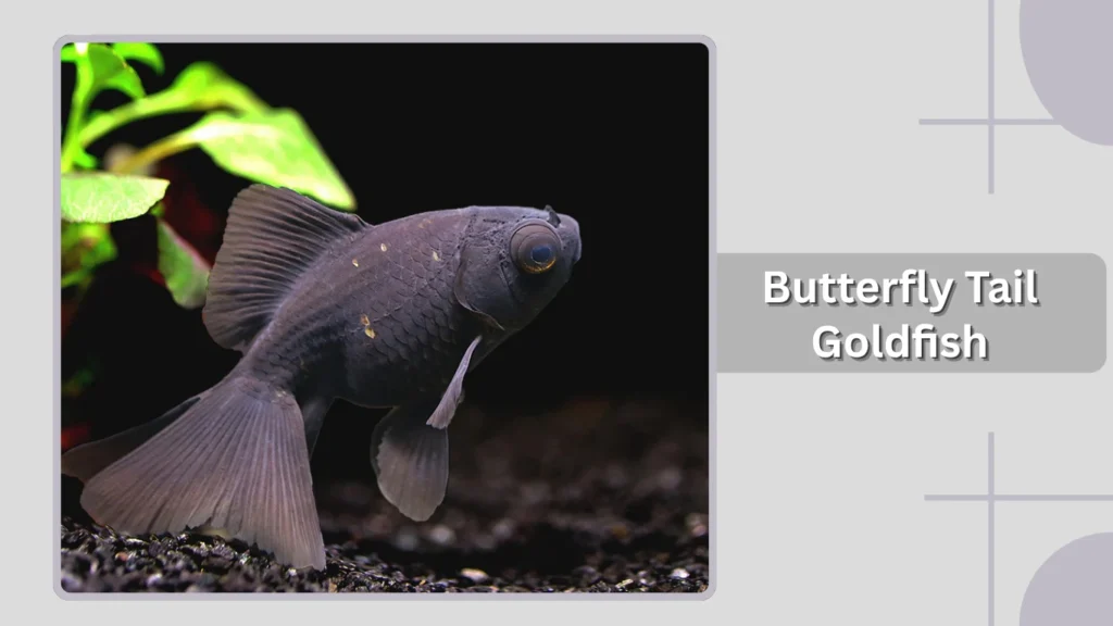Butterfly Tail Goldfish