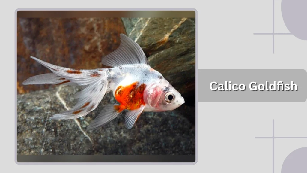 Calico Goldfish