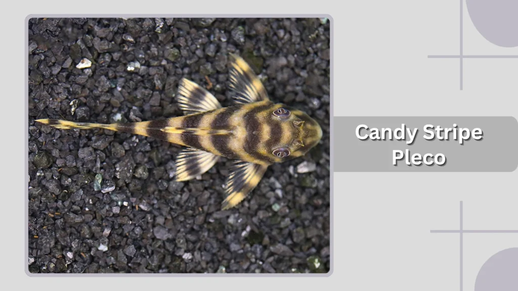 Candy Stripe Pleco
