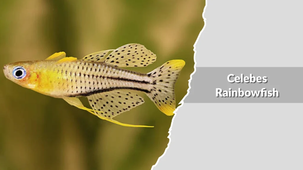 Celebes Rainbowfish