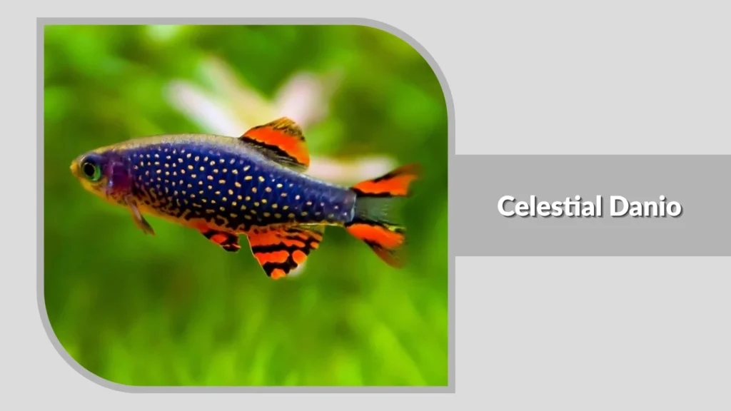 Celestial Danio