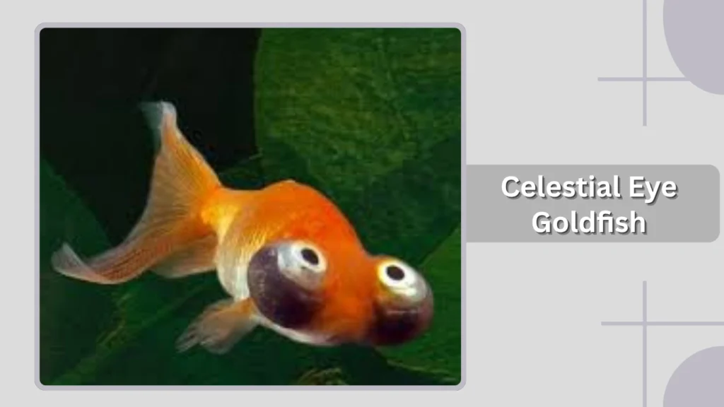 Celestial Eye Goldfish
