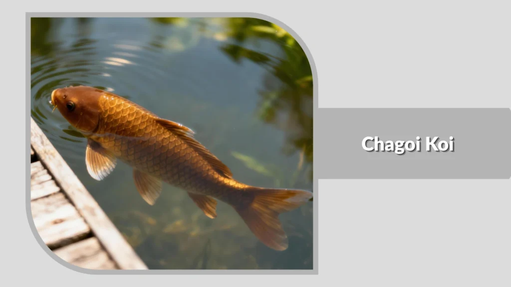 Chagoi Koi