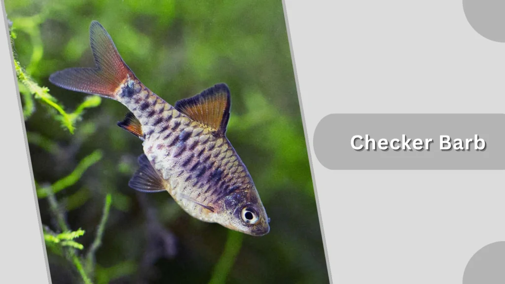 Checker Barb