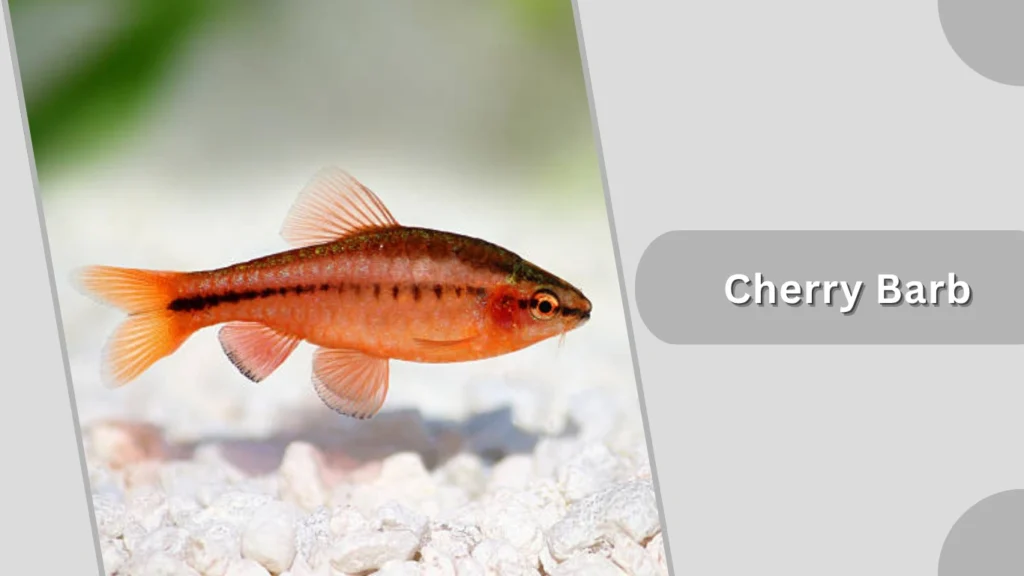 Cherry Barb