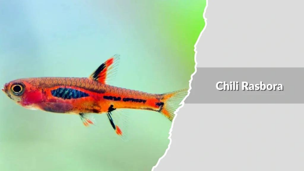 Chili Rasbora