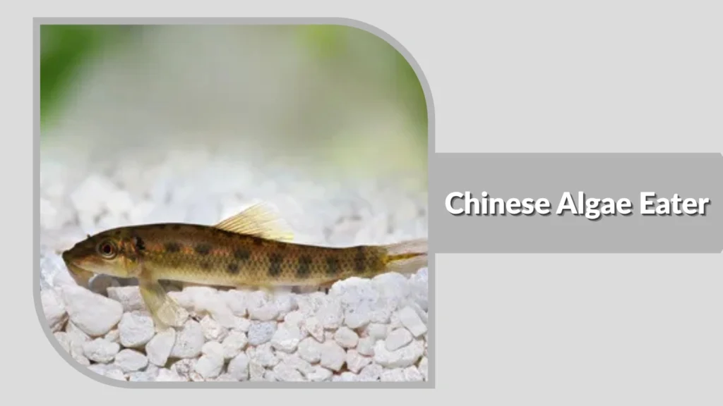 Chinese Algae Eater