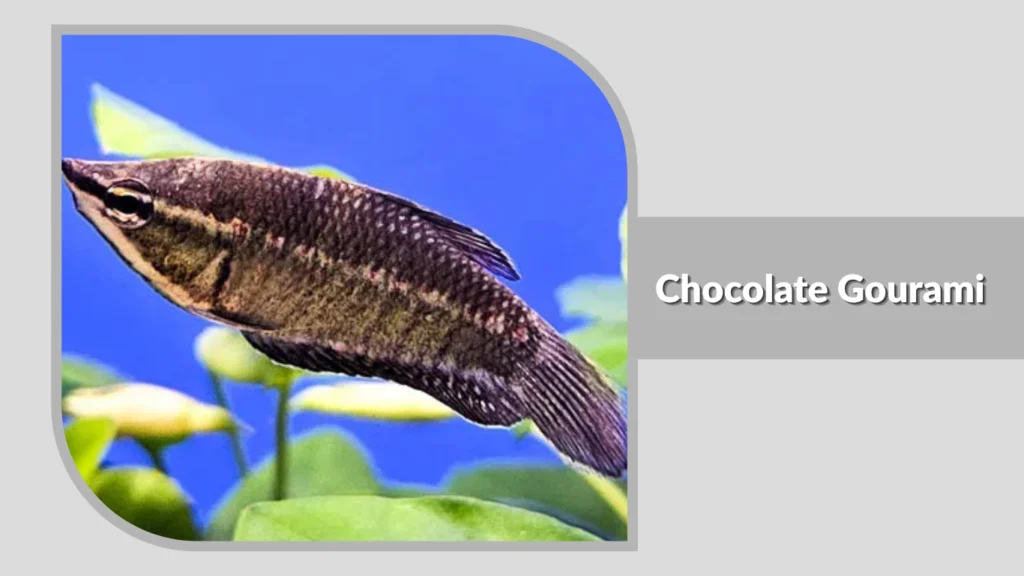 Chocolate Gourami