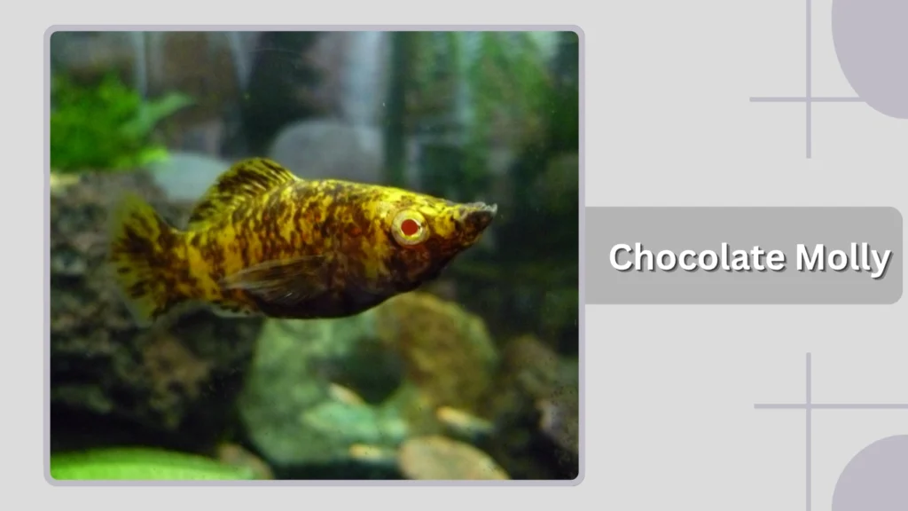 Chocolate Molly