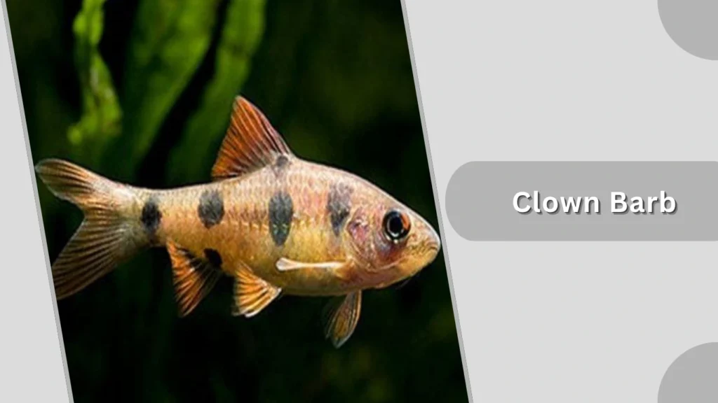 Clown Barb