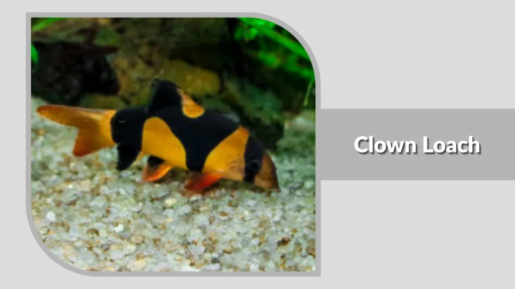 Clown Loach
