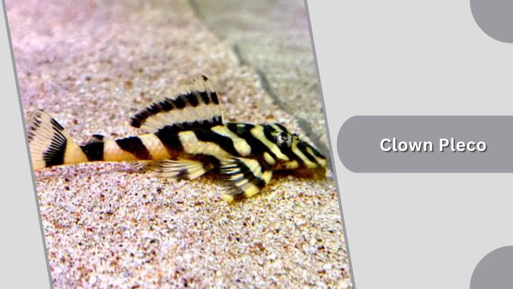 Clown Pleco