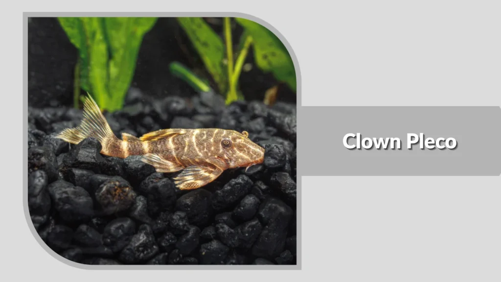 Clown Pleco