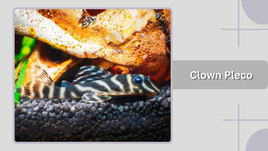 Clown Pleco