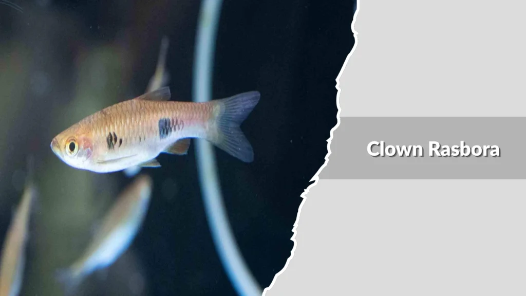Clown Rasbora