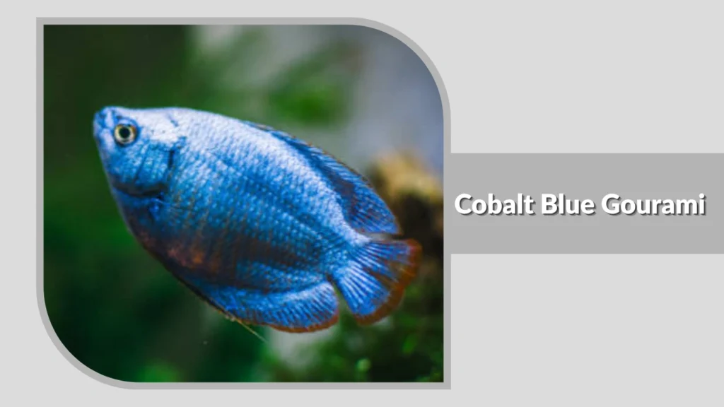 Cobalt Blue Gourami