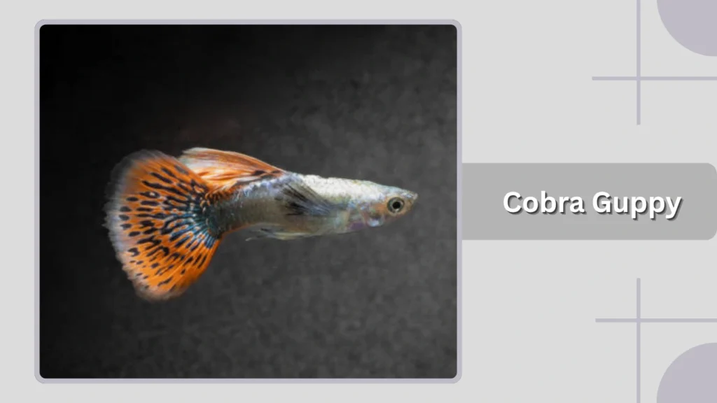 Cobra Guppy