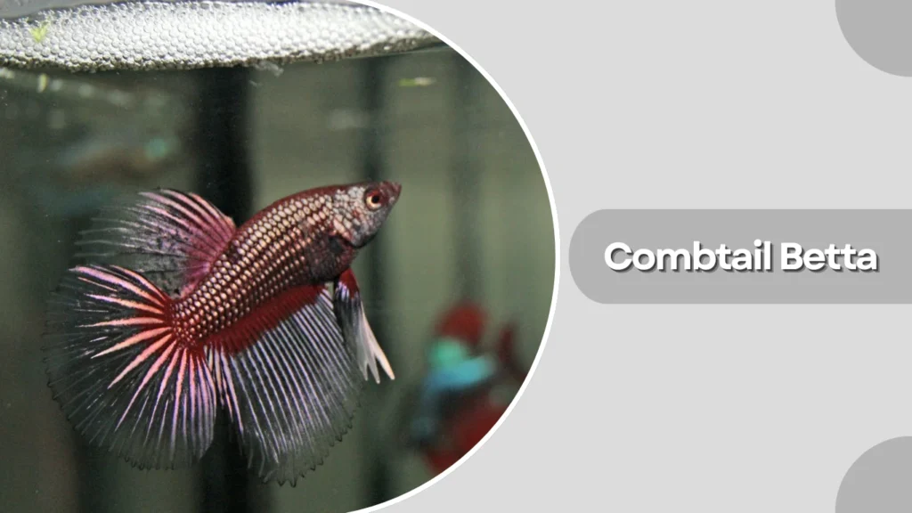 Combtail Betta
