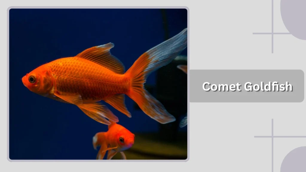 Comet Goldfish