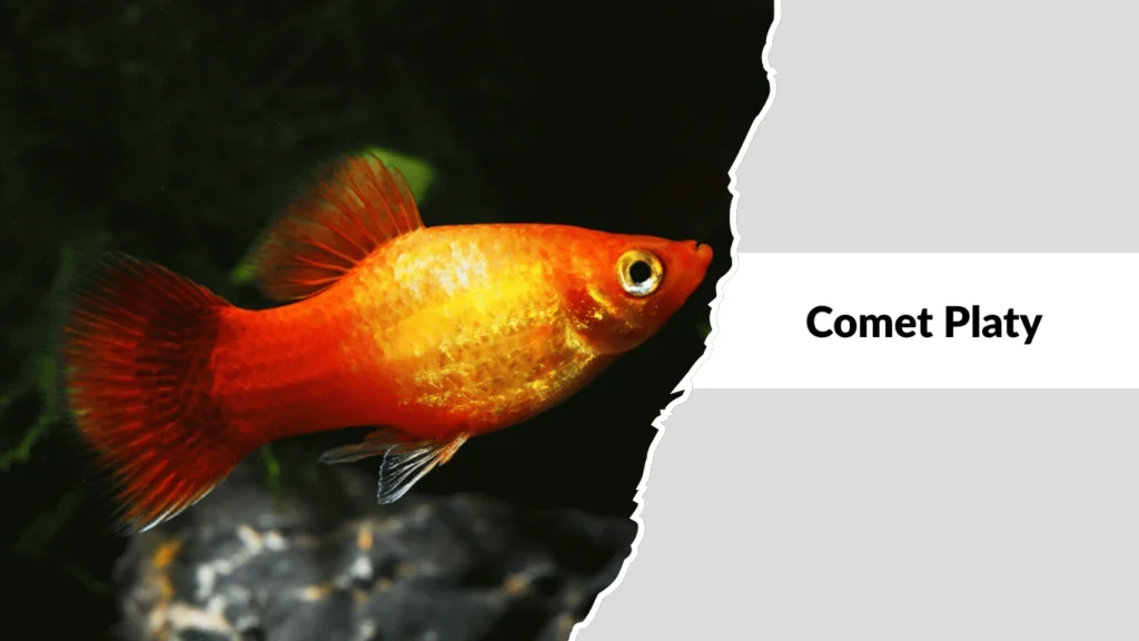 Comet Platy