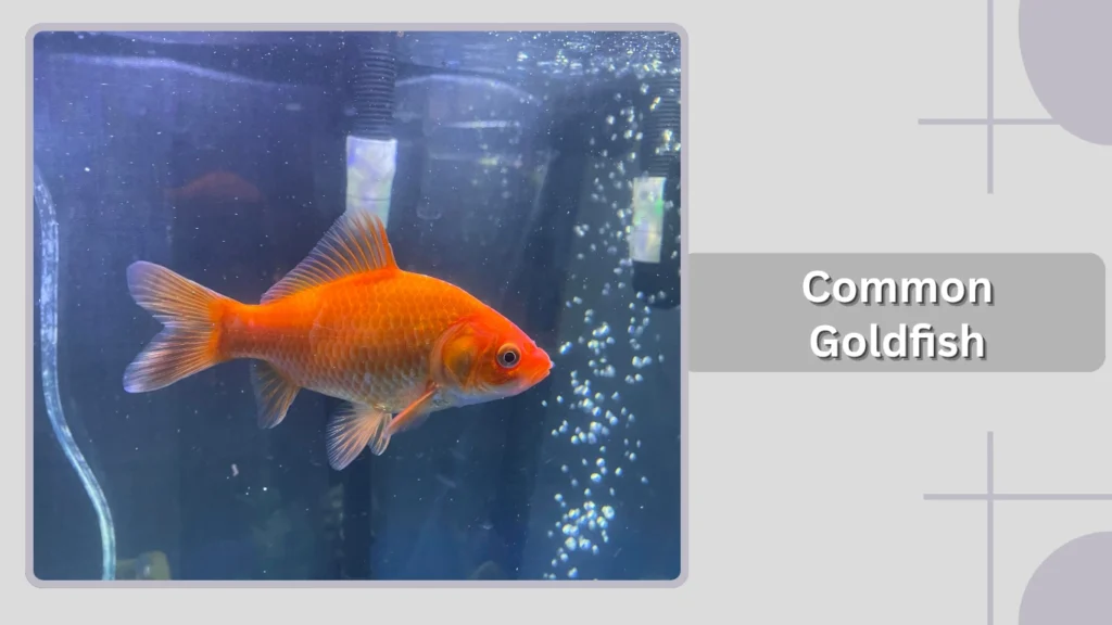 Common Goldfish