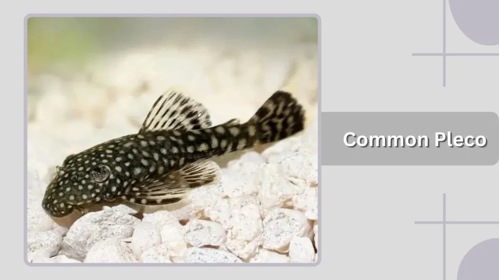 Common Pleco