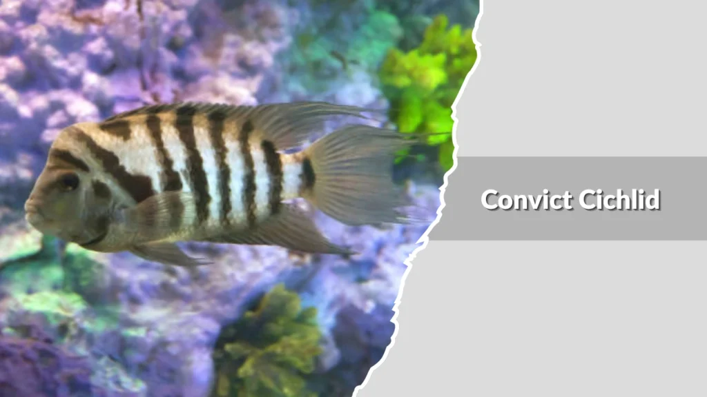 Convict Cichlid