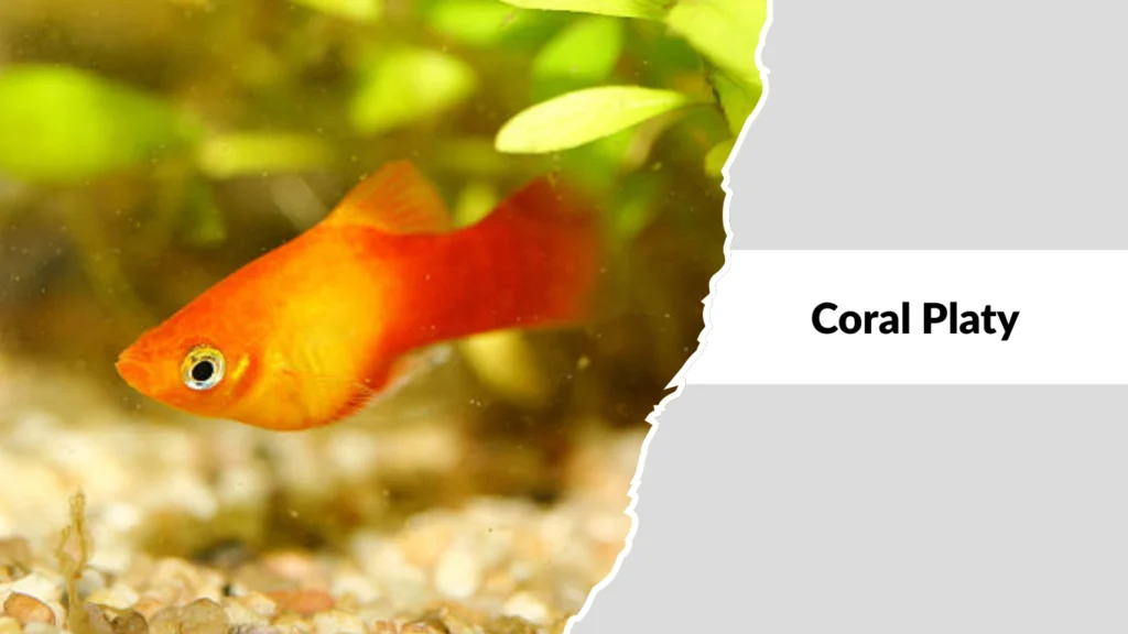 Coral Platy