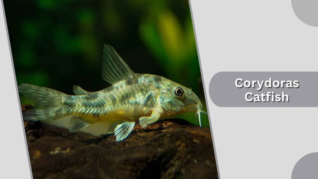 Corydoras Catfish